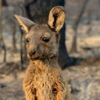 kangaroo joey after bushfires