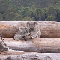 Koala mother and joey on bulldozed trees