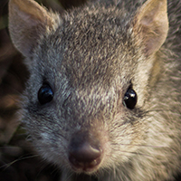 A northern bettong looking at the camera amongst leaves and grass © Stephanie Todd / JCU / WWF-Aus 