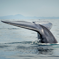 Blue whale diving, tail fluke in New Zealand © naturepl.com / Mark Brownlow / WWF