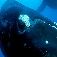 Southern right whale © Brian J. Skerry / National Geographic Stock / WWF