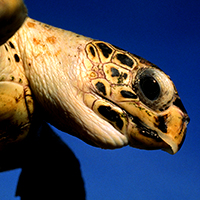 Hawksbill turtle close-up © Guy Marcovaldi / WWF