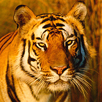 Bengal tiger portrait, India © naturepl.com / Francois Savigny / WWF 
