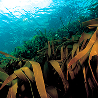 Kelp forest © Erling Svensen / WWF 