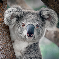 Koala (Phascolarctos cinereus) in a tree © Shutterstock / Yatra / WWF