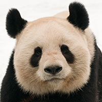 Male giant panda (Ailuropoda melanoleuca) portrait, lying on snow © naturepl.com / Edwin Giesbers / WWF