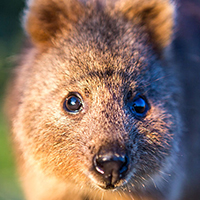 Quokka, Rottnest Island, Western Australia © Bluebottle Films / WWF-Aus 