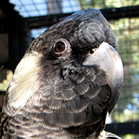 Rex, female Baudin's black cockatoo © WWF-Aus / Katherine Howard 