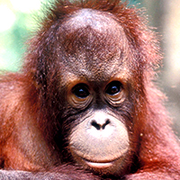 Bornean orangutan, Sabah (Borneo), Malaysia © Cece Prudente / WWF 