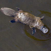 Platypus swimming in a river © Lukas / stock.adobe.com