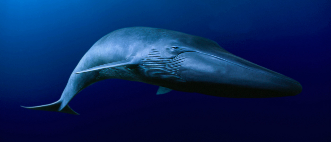 A digitally created image of a blue whale swimming underwater © naturepl.com / David Fleetham / WWF