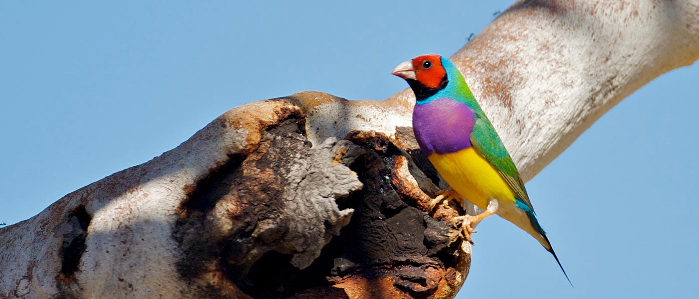 Gouldian finches on a branch © Mike Fidler 