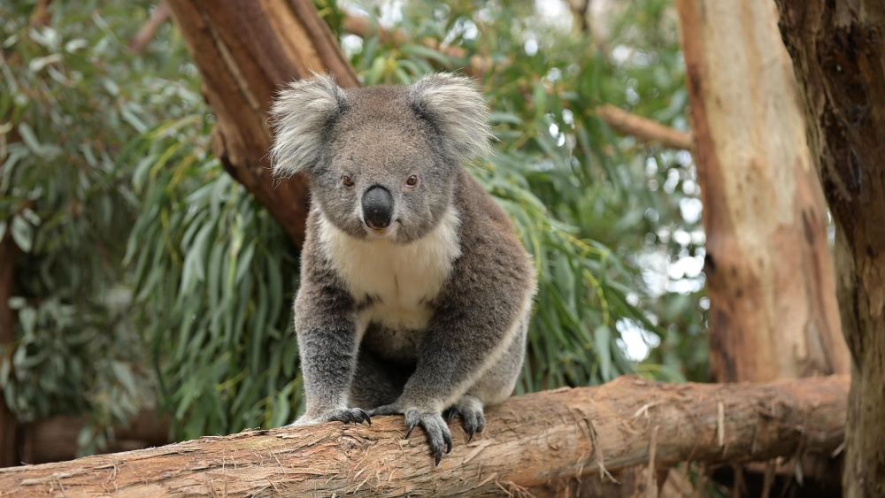 Annie the koala at Phillip Island Nature Park