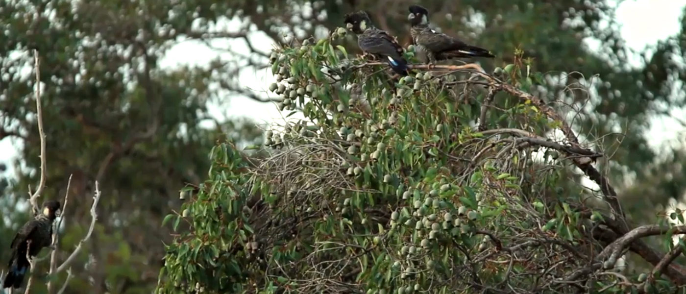 Baudin's black cockatoos banner video background © WWF-Aus / Simon Cherriman 