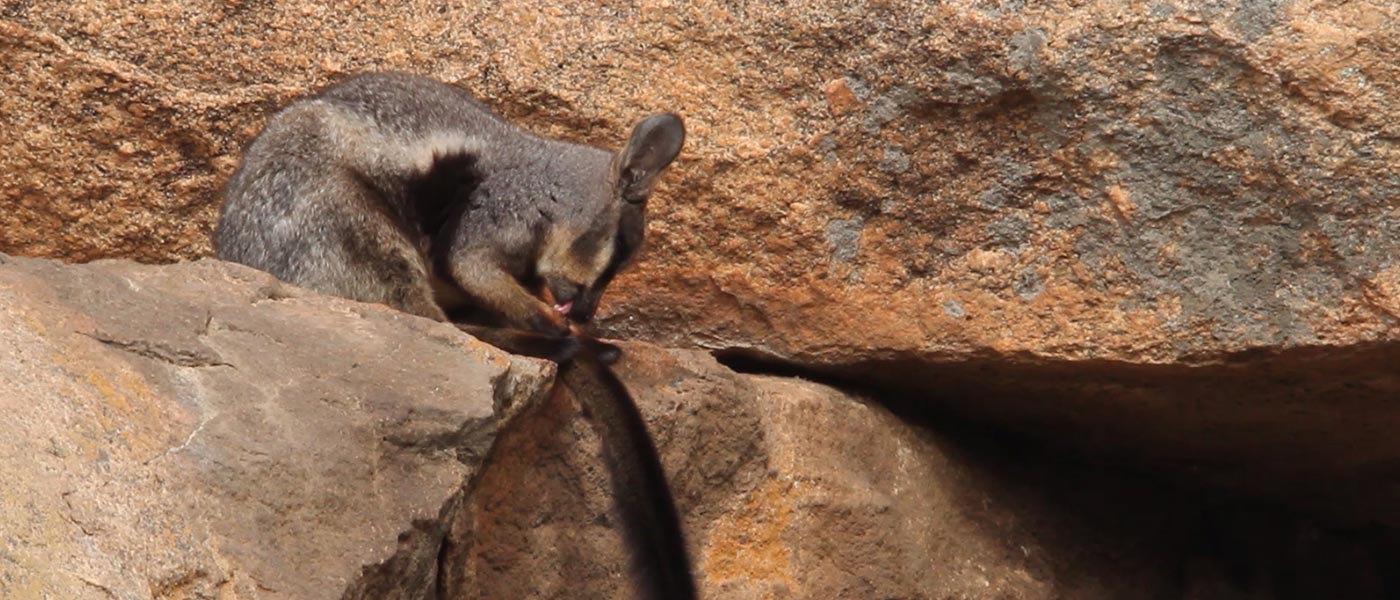 Black-flanked rock-wallaby banner video background © WWF-Aus / Simon Cherriman
